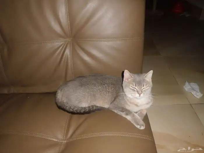 انثى للتبني 2