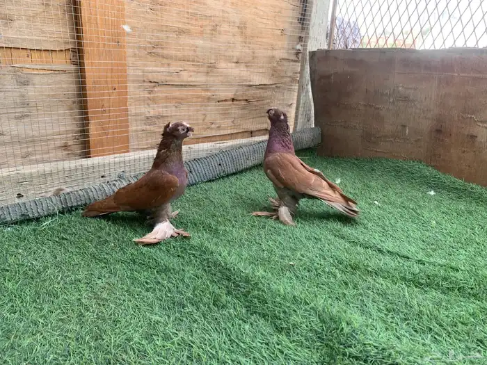 اجواز حمام زينه 8