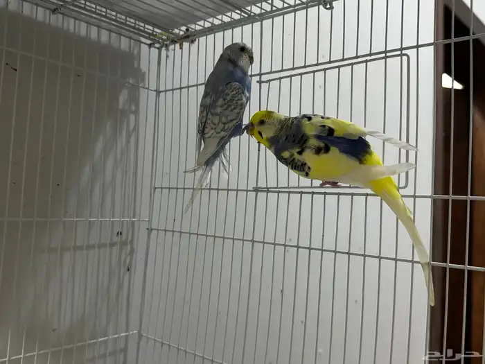 طيور زينه بادجي 5