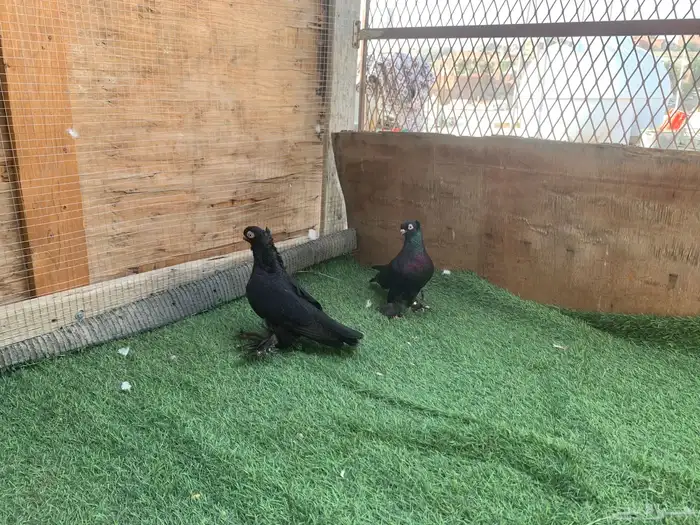 اجواز حمام زينه 11