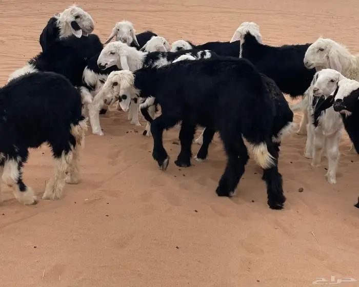 بهم نجد طيب 3