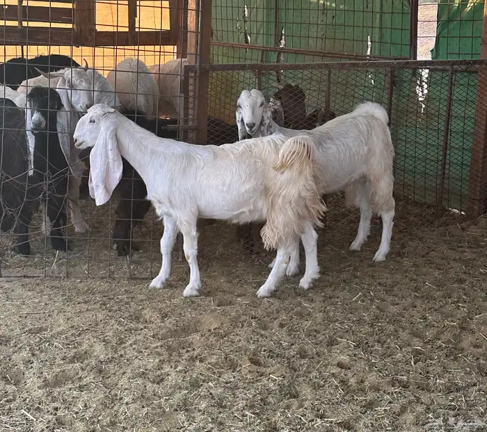 معزاء وبهم حري ونجديه والد 0