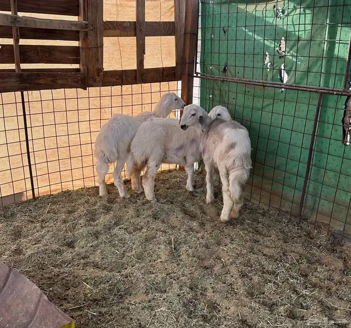 معزاء وبهم حري ونجديه والد 1