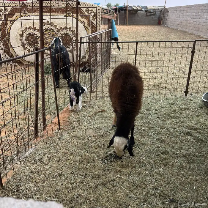 للبيع نجديه معه رخله 0