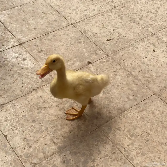 بطه مع اكلها 0