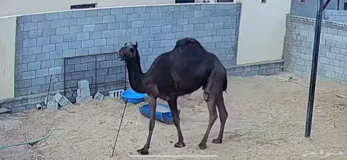 ناقة مجهم طيبة 1