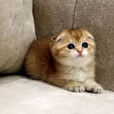 بسه اسكوتش فولد 0