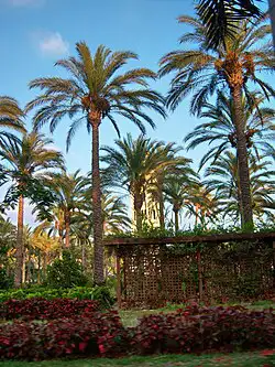 الي عنده نخل صغير فراخ ولا اكبر ولا يبيها او يبي احد يشيلها 0