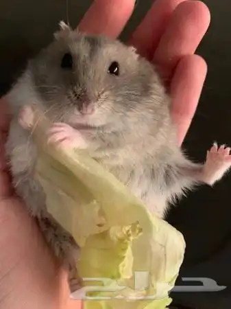 هامستر ونتر وايت (الدبدوب) 0