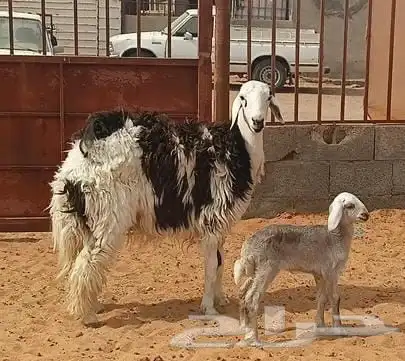 نجد نجديات خلفات اشباب 4