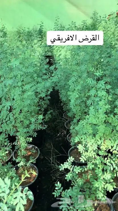 للبيع شتلات قرض غاف سدر طلح 1