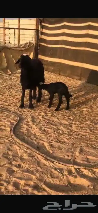 غنم ولد 1