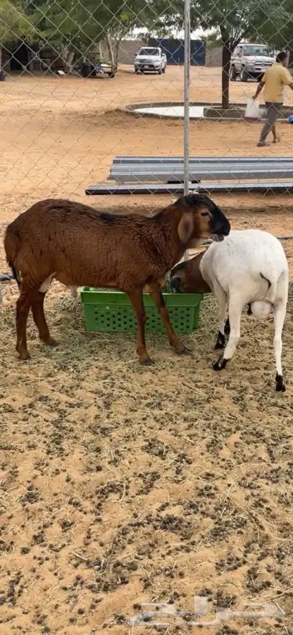 خرفان هرافي 2