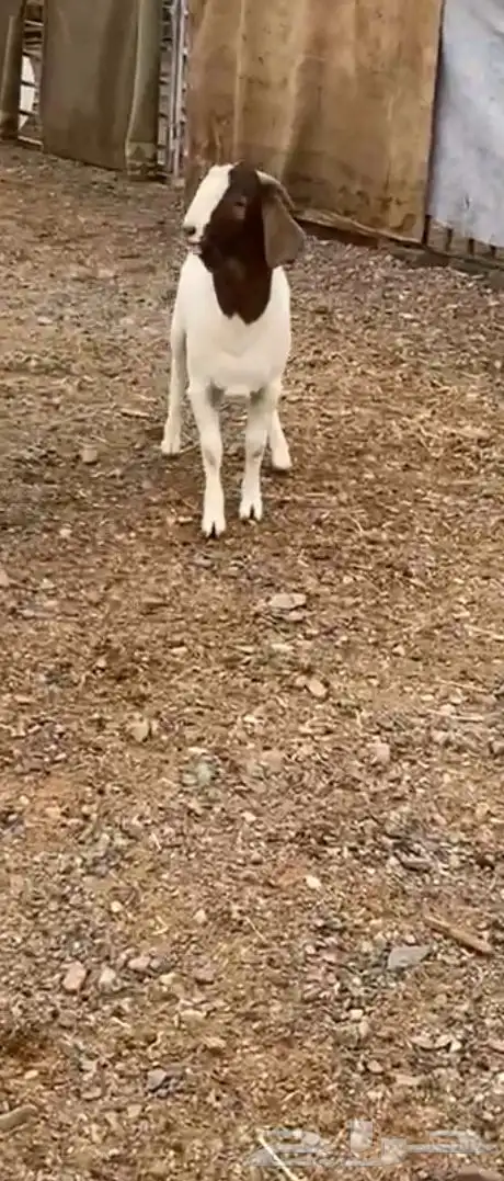 تيوس بورقت 4