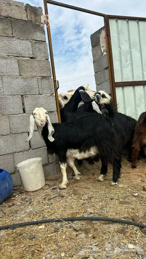 معزا للبيع 2