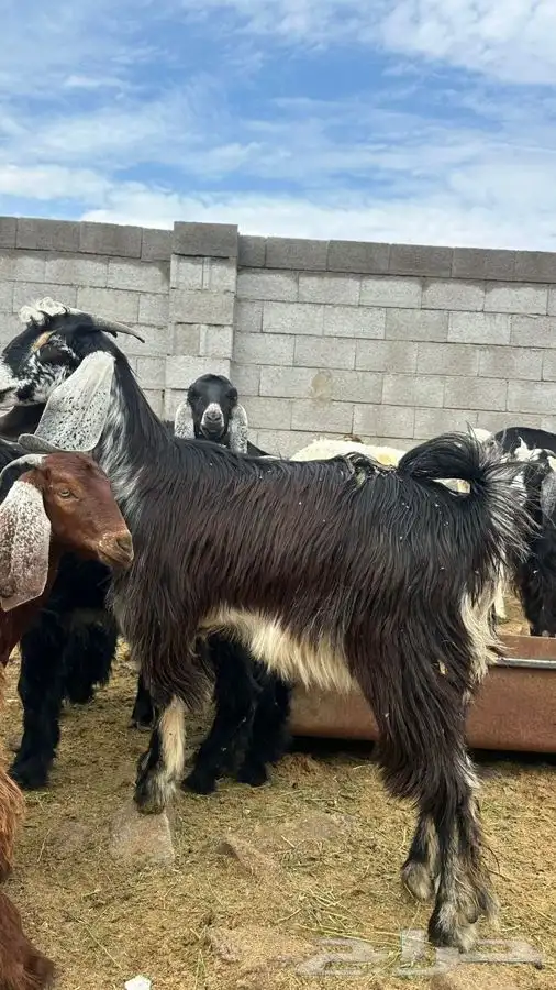 معزا للبيع 3