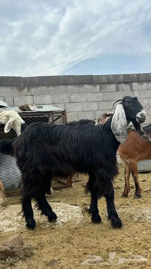 معزا للبيع 1