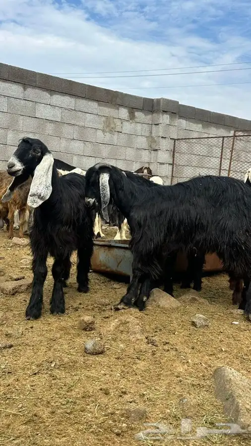 معزا للبيع 5