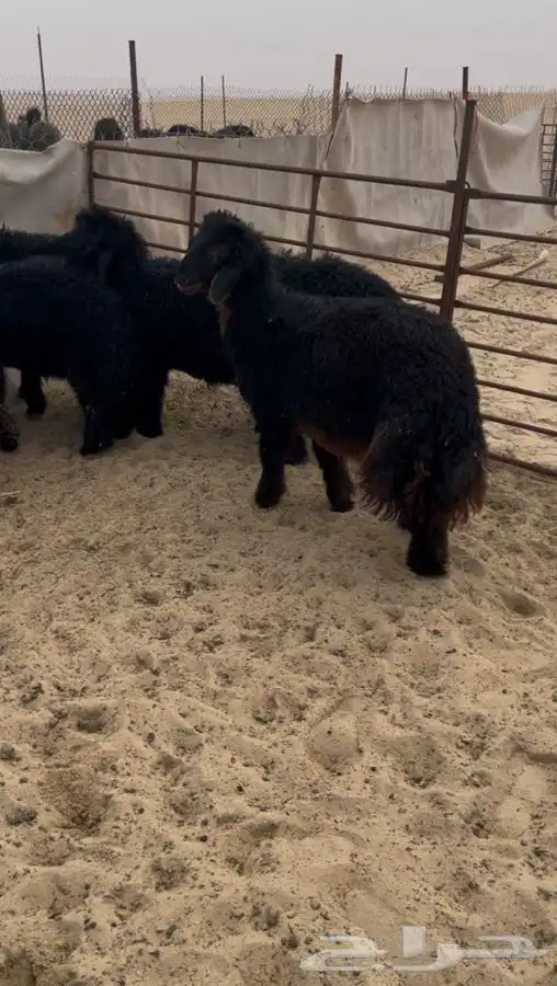 ذبائح بهم خرفان عرب 0