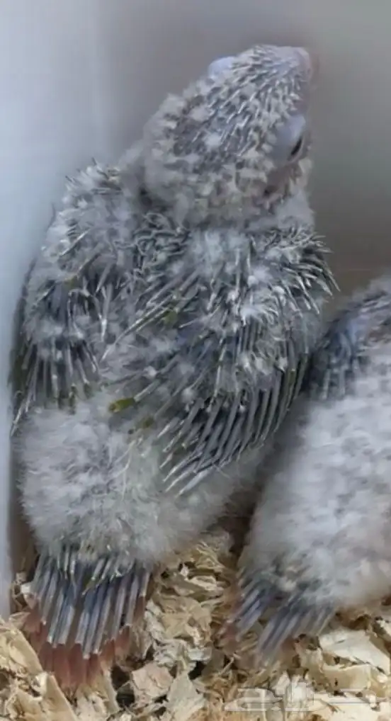 فرخ كنيور رد فاكتور 0