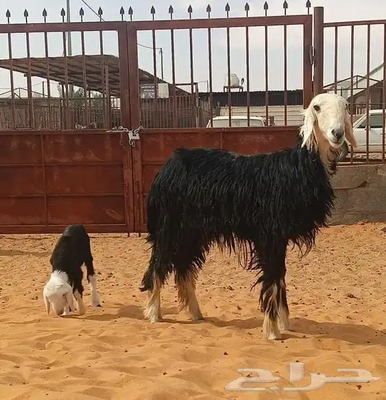 نجد نجديات خلفات اشباب 5