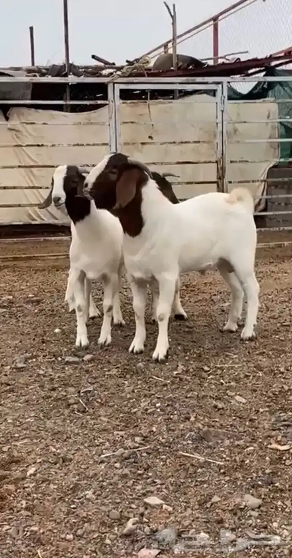 تيوس بورقت 3