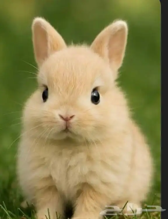 ابغى ارنب مسلوخ للاكل 0