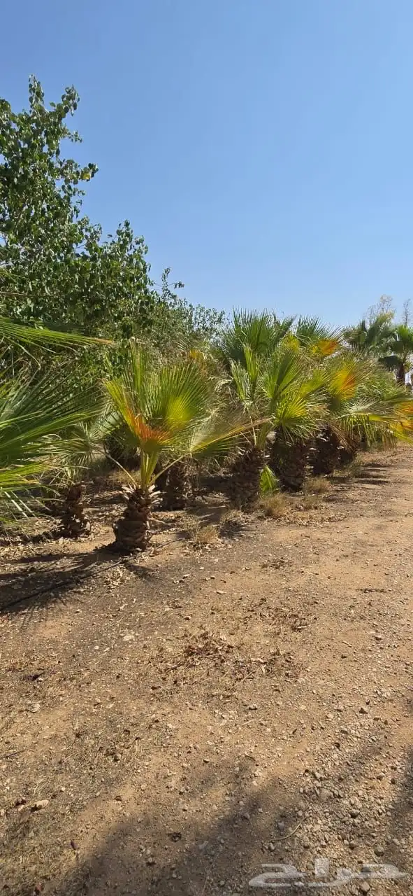 للبيع شجر وشنطوني عدد 2500شجره 2