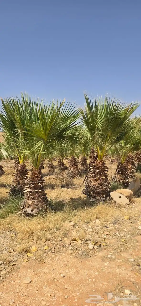 للبيع شجر وشنطوني عدد 2500شجره 1