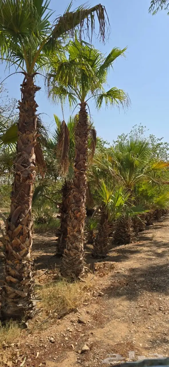 للبيع شجر وشنطوني عدد 2500شجره 0