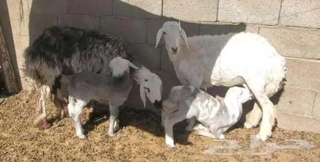 نعجتين حريات ثنايا ولد 2