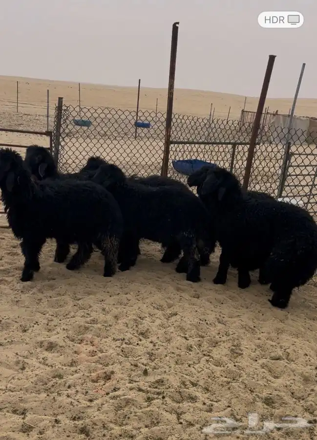 ذبائح بهم خرفان عرب 1