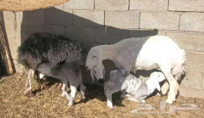 نعجتين حريات ثنايا ولد 1