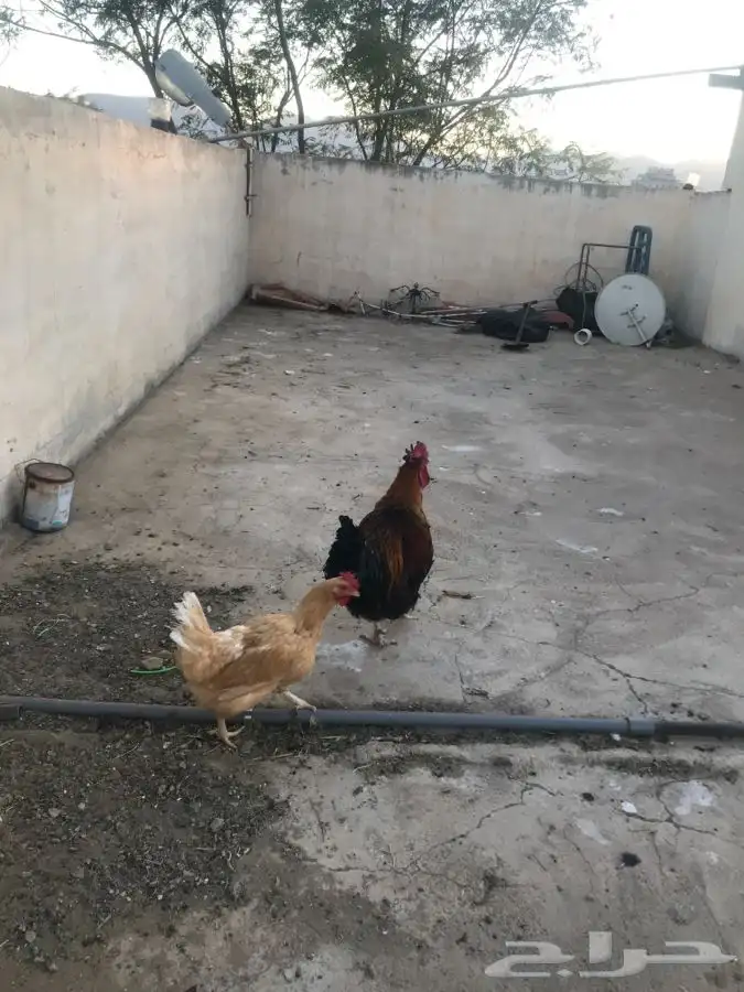 دجاج تركي مع ديك بلدي شوكي 2