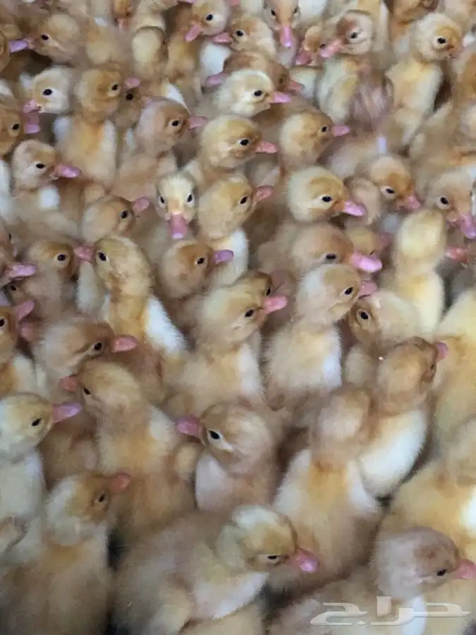 صوص بط بكيني 0