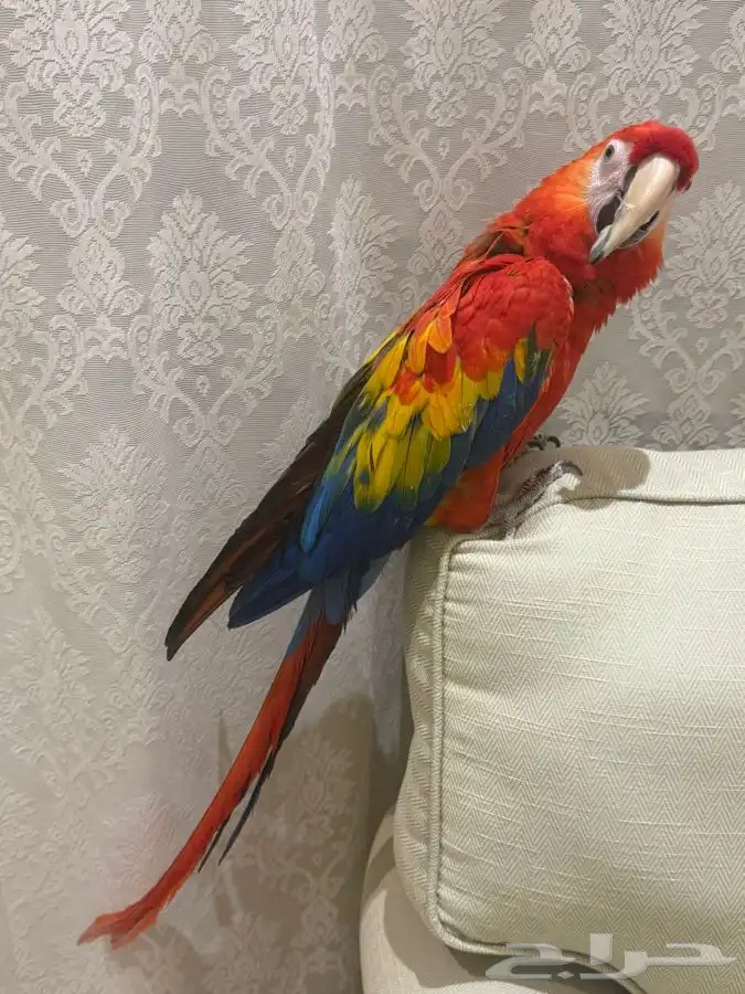 للبيع مكاو سكارليت 0