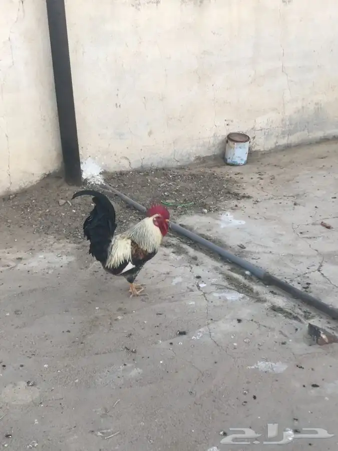 دجاج تركي مع ديك بلدي شوكي 3