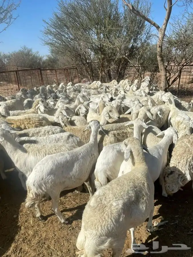 ضان حريات طيبه منوة القناي 3