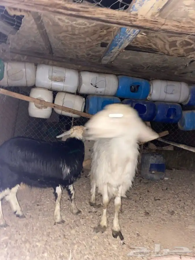 نعجه مضرع للبيع الموقع الوجه 1