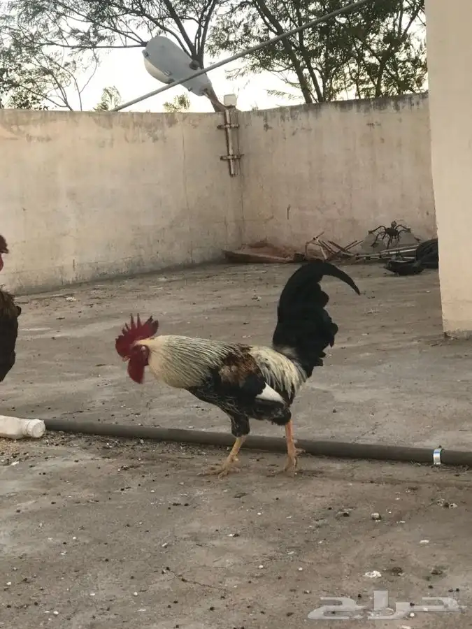 دجاج تركي مع ديك بلدي شوكي 0