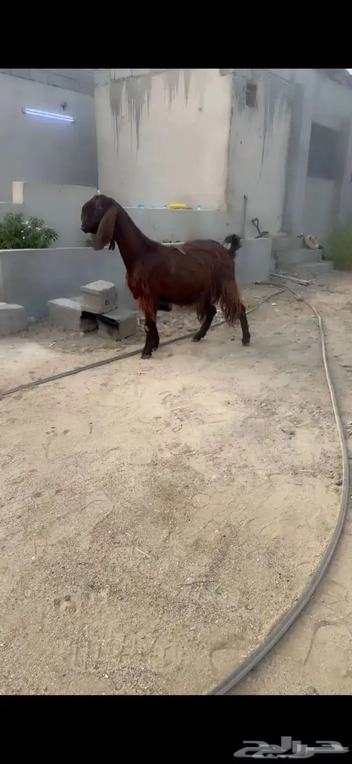 عنز قبرصي ع شامي وجه صعب 0