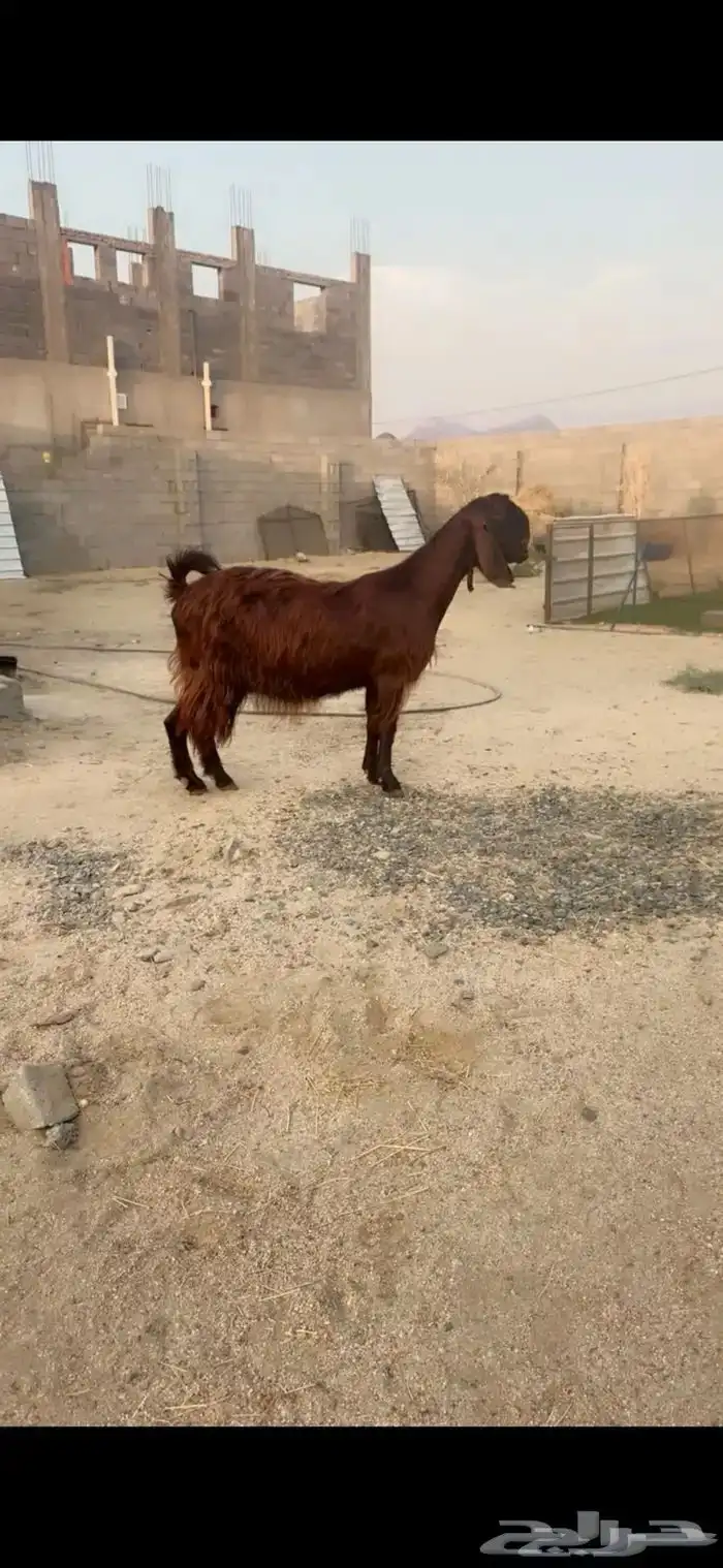 عنز قبرصي ع شامي وجه صعب 1