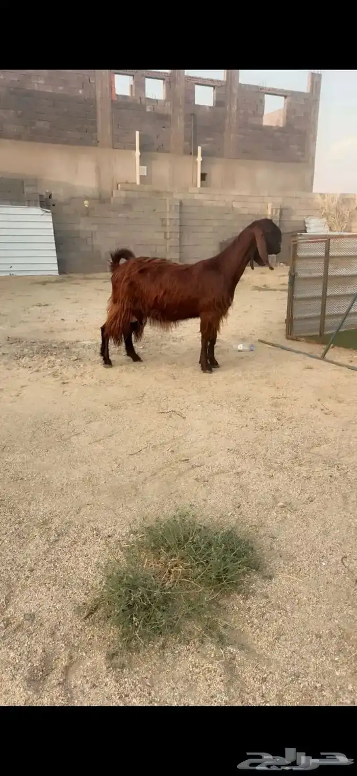 عنز قبرصي ع شامي وجه صعب 2