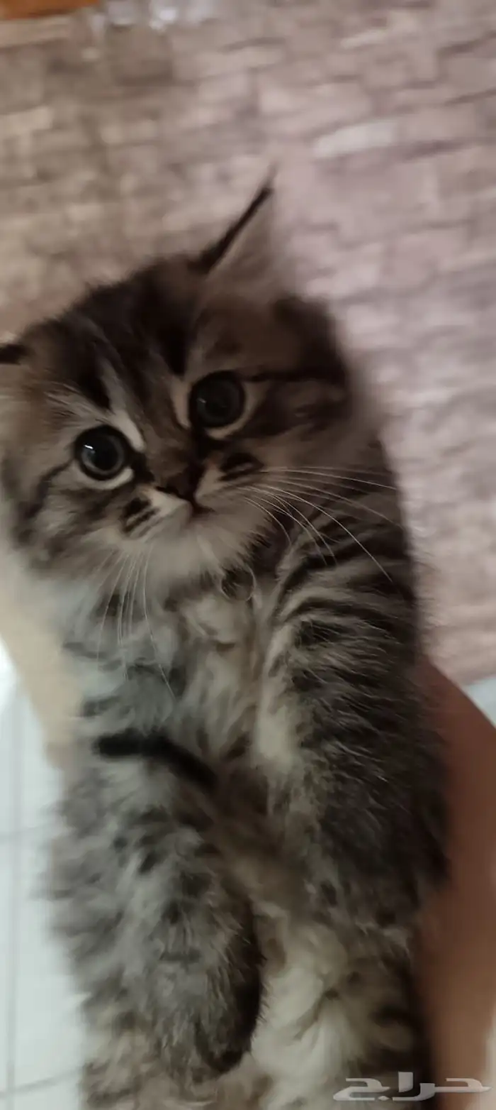 قطط مهجنه 0