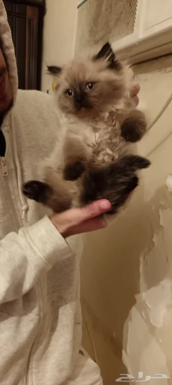 قطط مهجنه 3