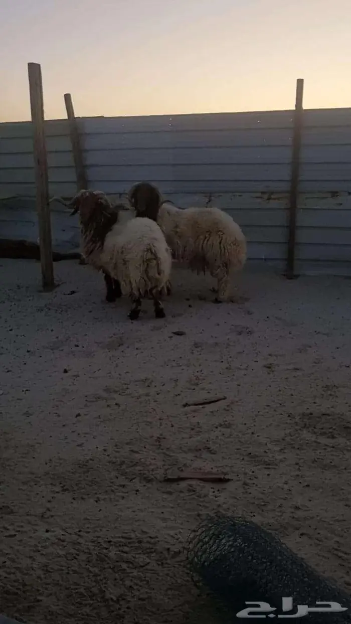 فحول نعيمي بلدي 0