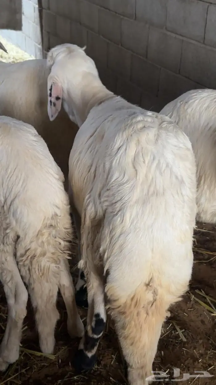 خرفان سواكني جذعان 0