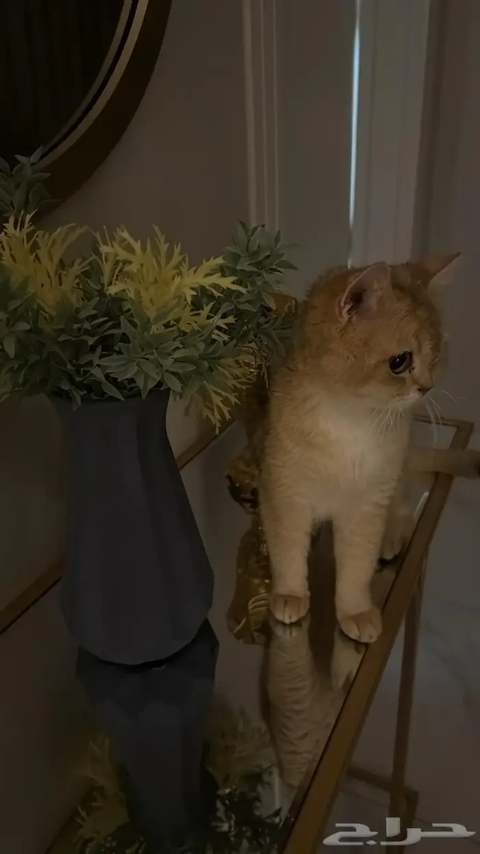 سكوتش ستريت ( ممكن حامل ) 1