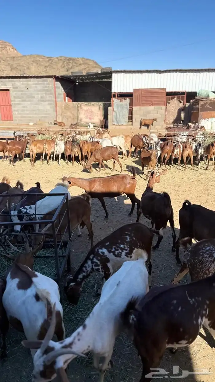 غنم للبيع 2