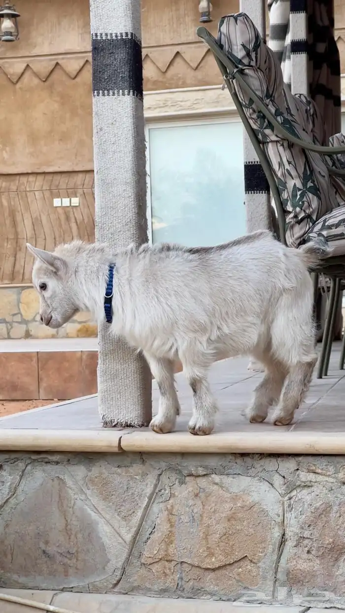 ماعز صغير عمره 3شهور أليف للأطفال ينباع مع قفصه انسام ب850 4